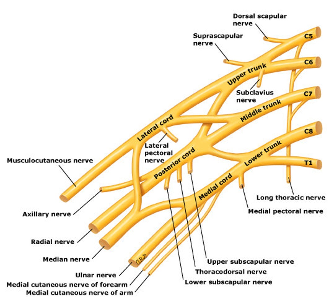 Anatomy and Physiology 2 BIO50B Lab Exam Study Guide for Unit 2