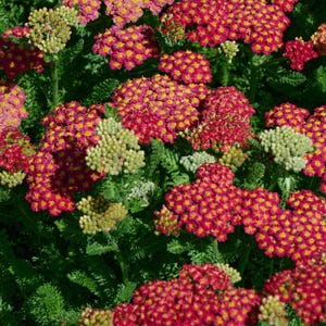 6 Young Yarrow ‘Desert Eve Improved Red’ – Hardy Perennial, Drought-Tolerant Pollinator Plant – Live Starter Plant
