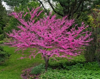 20 California Redbud seeds drought tolerant tree