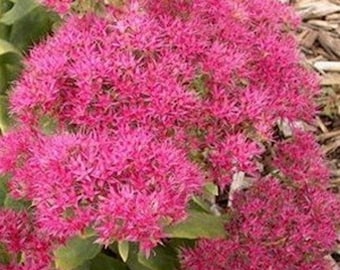 4 young plants Sedum Neon Vibrant and Hardy Succulent rock garden bright pink  pollinator perennial hard to find