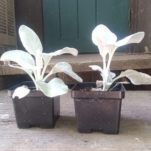 May include: Two small, square black plastic pots each containing a single Dusty Miller plant. The plants feature broad, silvery-white, felt-like leaves that extend upwards and outwards from the soil, displaying a distinct pale, fuzzy texture.