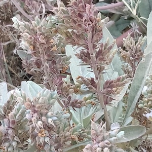 May include: A cluster of sage plants featuring elongated, dusty green leaves and tall, upright flower spikes. The spikes are densely packed with small, muted purple and brownish buds, showcasing a textured, earthy appearance throughout the plant.