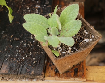 2 Mullein Plant fuzzy leaf live plant in 4 inch peat pot or plastic  time to plant now