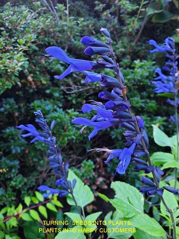6 small live plants Salvia Live Plant Black Blue guaranitica Pollinator-Friendly Perennial Easy Grow  bee friendly Fast-Growing Hummingbird