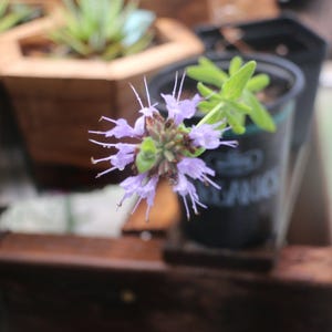 1 live plant Cleveland Sage Plant – California Native Salvia clevelandii – Intensely Fragrant Drought-Tolerant Perennial