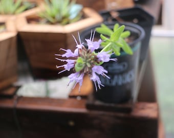 1 live plant Cleveland Sage Plant – California Native Salvia clevelandii – Intensely Fragrant Drought-Tolerant Perennial
