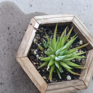 May include: A small, spiky, light green succulent plant with white horizontal markings on its leaves, planted in dark soil within a light-colored, hexagonal wooden planter box. The plant is centered in the container, showing sharp leaf tips.