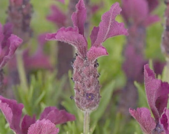 1 live young plants Lavender Stoechas &#39;Anouk Burgundy&#39; – Stunning & Hardy French