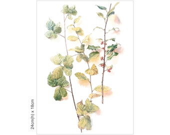 Still Life I: Branches. Signed giclee print