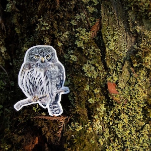Northern Pygmy Owl 4&#39;&#39; Vinyl Sticker
