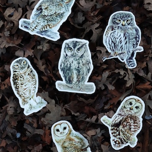 6-pack 4'' Owl Vinyl Stickers