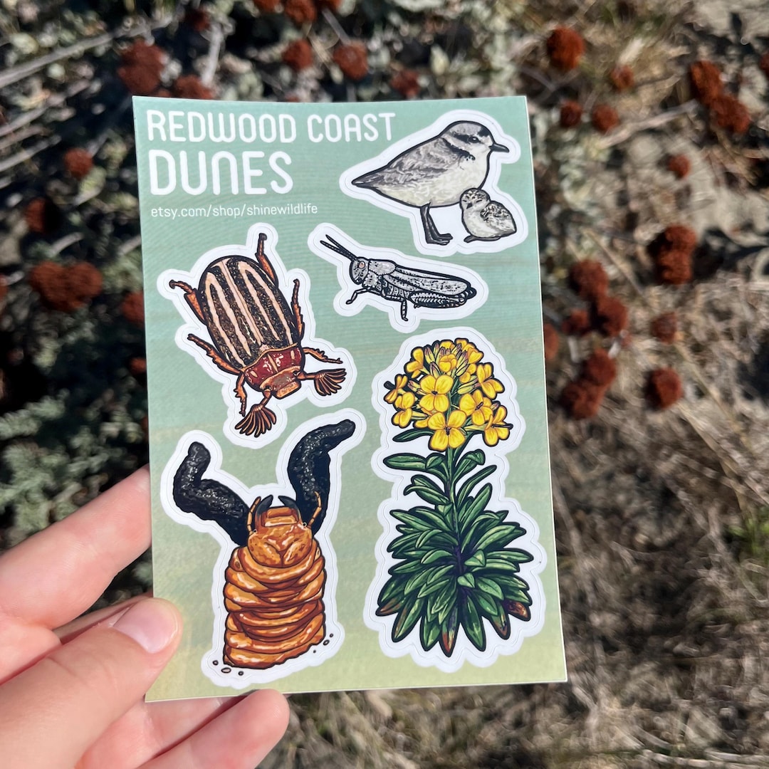 Redwood Coast Dunes - Sticker Sheet - 6x4 - Etsy