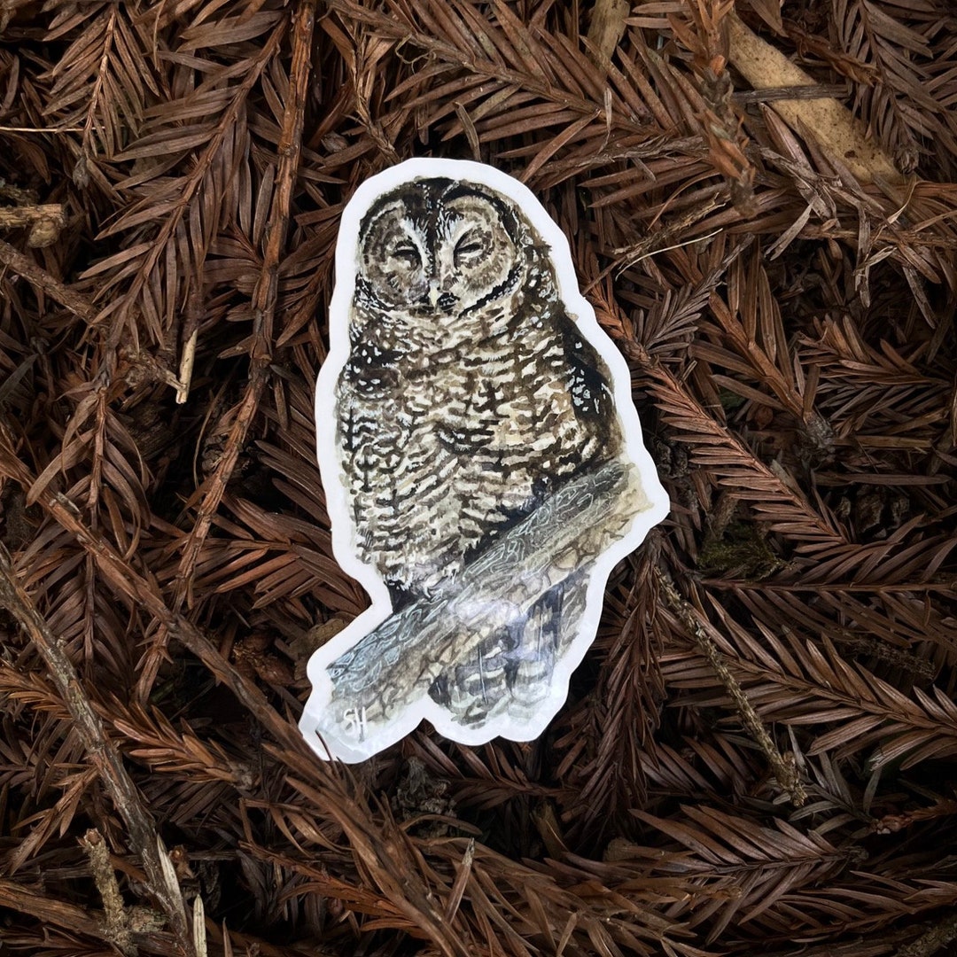 Spotted Owl 4