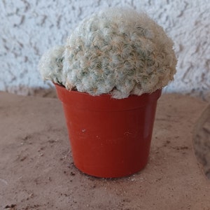 Fuzzy soft cactus plant 2in pot live #7 gift feather mammillaria plumosa feather