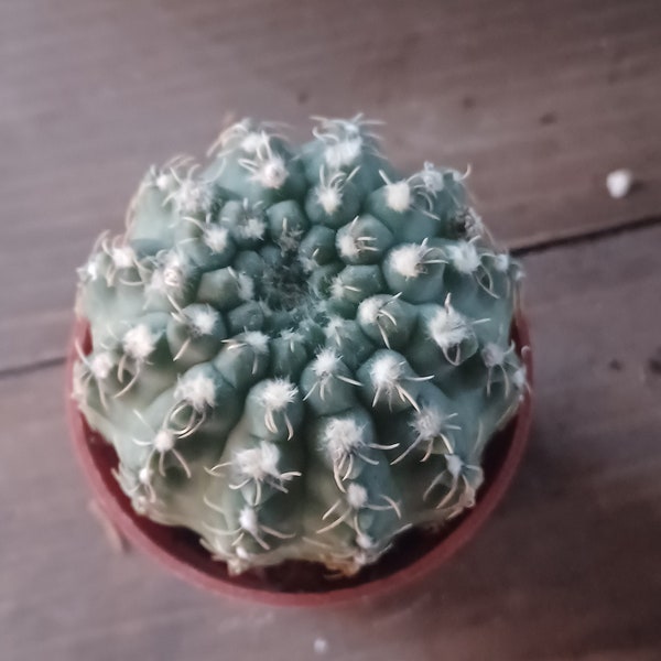 chin cactus gymnocalycium plant 2 inch pot #6 unknown flower color.