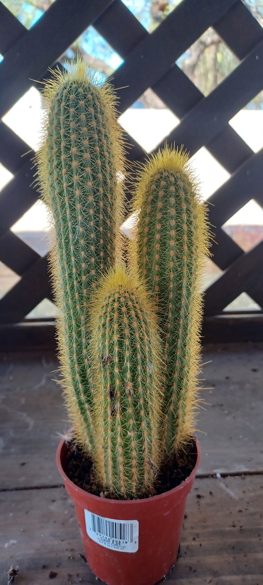 Gold Torch Cactus 3.25inch Pot Live Plant 3 Triple Plants - Etsy