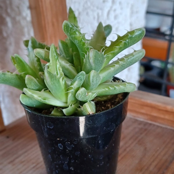 Faucaria tigerina variegated tiger tooth plant houseplant 2in pot #1 succulent