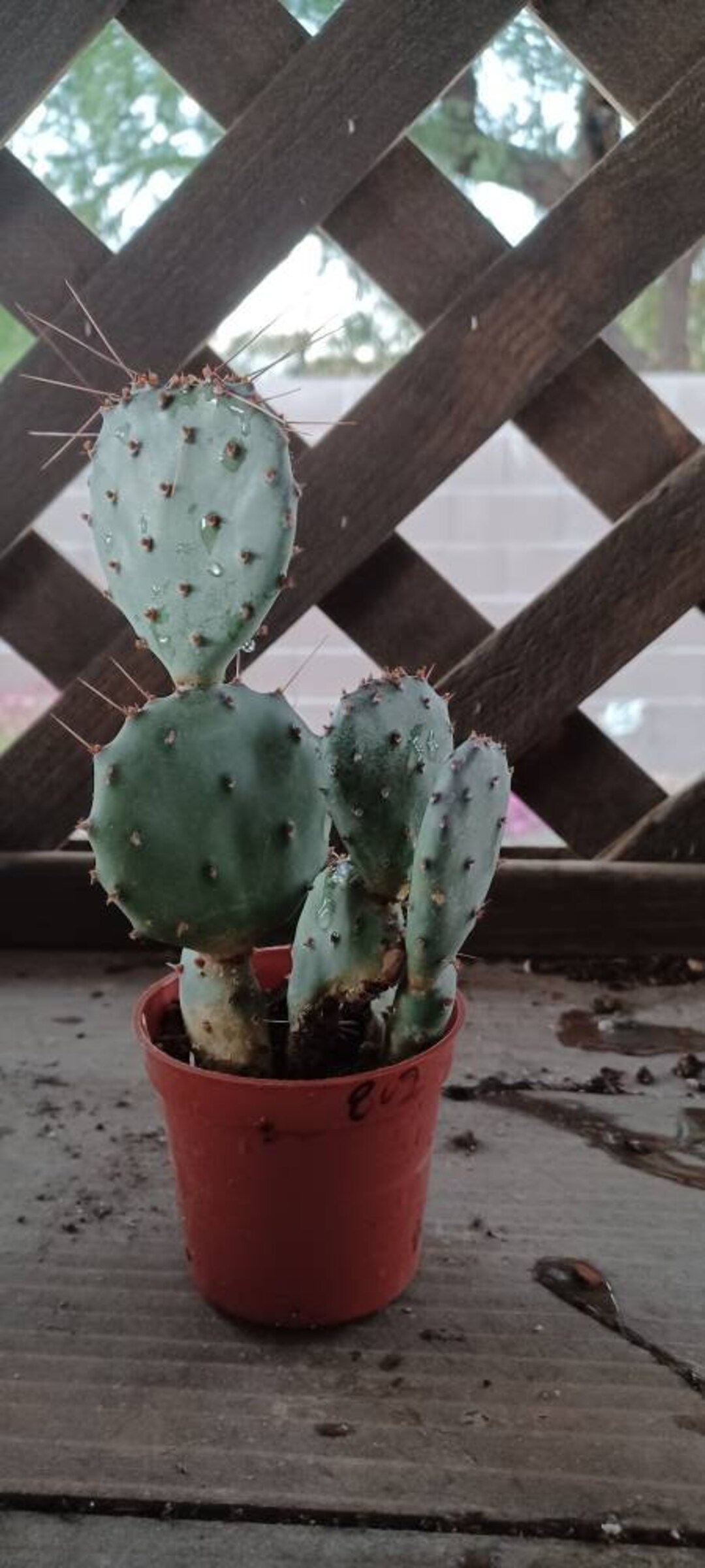 Purple Prickly Pear Cactus Plant 2in Pot 802 Etsy
