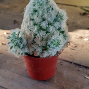 Fuzzy soft cactus plant 2in pot live #17 gift feather mammillaria plumosa feather