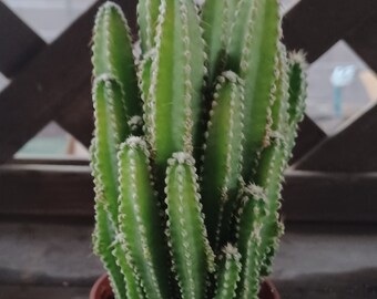 Fairy castle cactus plant houseplant 2in pot