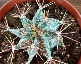 Astrophytum cactus plant #1 6inch pot