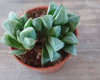 Haworthia plant 2 inch pot #2