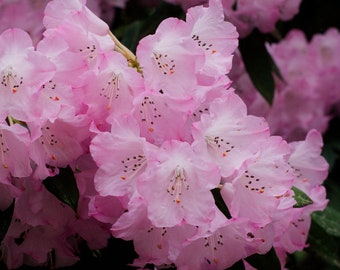 Rhododendron Blossoms - Photography Print