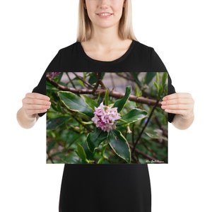 Pink Daphne - Photography Print