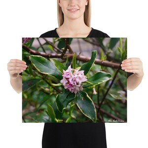 Pink Daphne - Photography Print