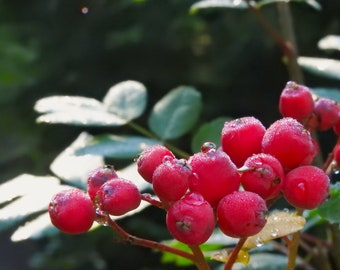 Berries in the Morning Dew - Photography on Canvas