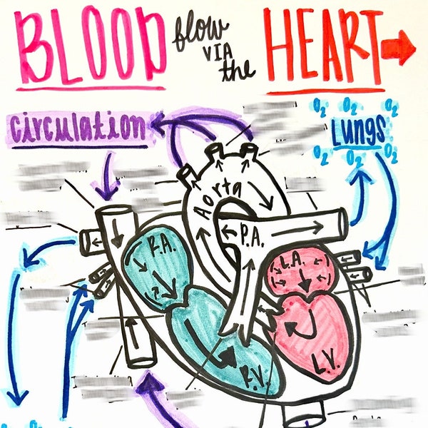 Heart Blood Flow DIGITAL DOWNLOAD