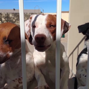 May include: Three dogs of different breeds are looking through a white metal fence. The dog on the left is brown and white, the dog in the middle is white and brown, and the dog on the right is black and white.