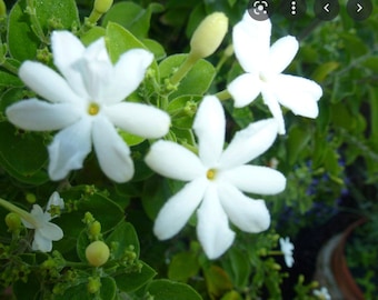 ViraJaji/ Indian Jasmine 6"-12"