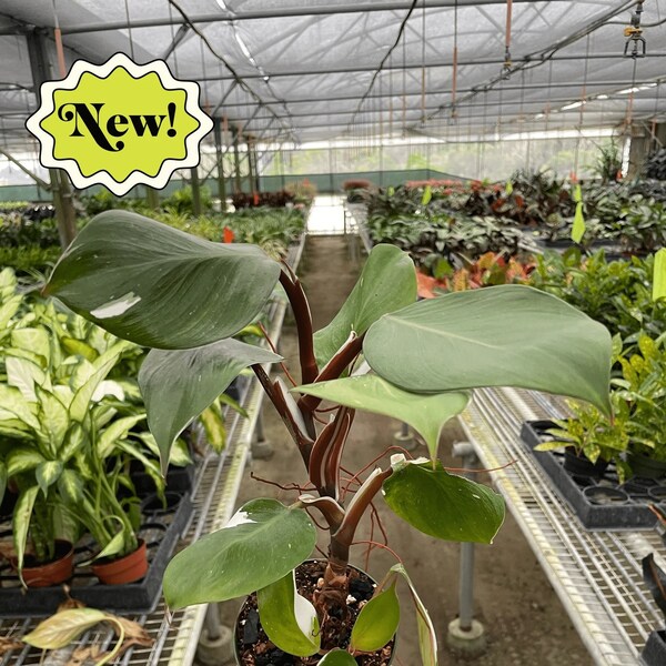 Philodendron White Knight - 4", and 6" Pot - FREE SHIPPING