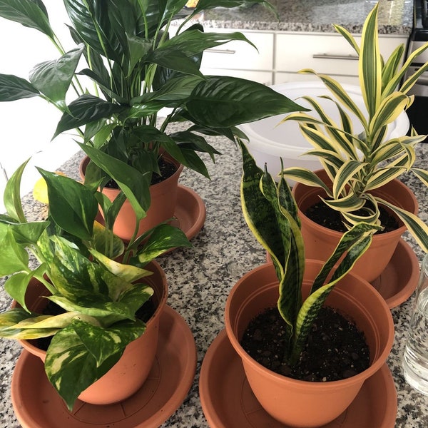 Air Purifying Plant Etsy