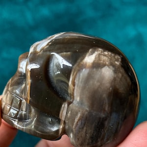 Petrified wood skull, fossilized wood