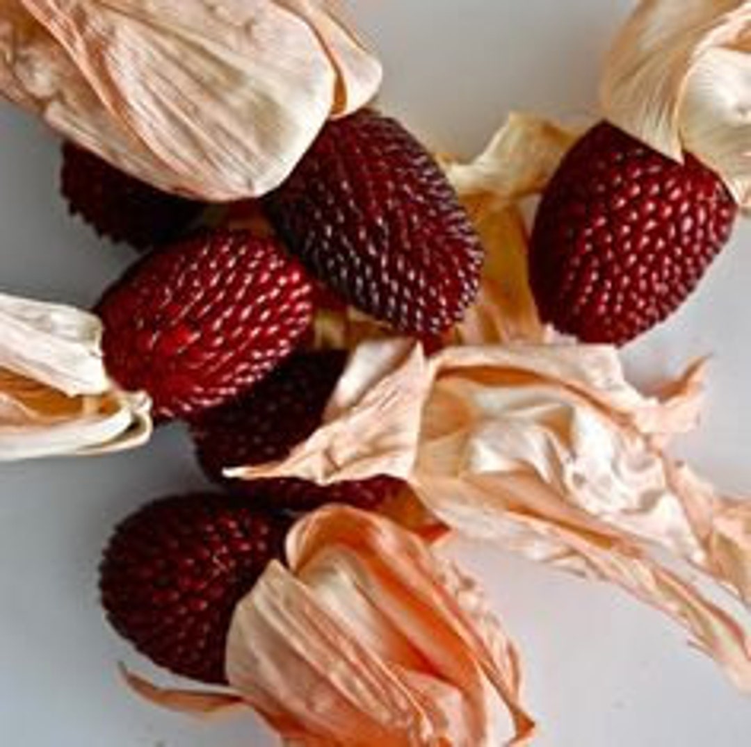 Roter Erdbeer-Mais (Popcorn-Mais) – 6 Samen Für  Produktbild-Vorschau 10