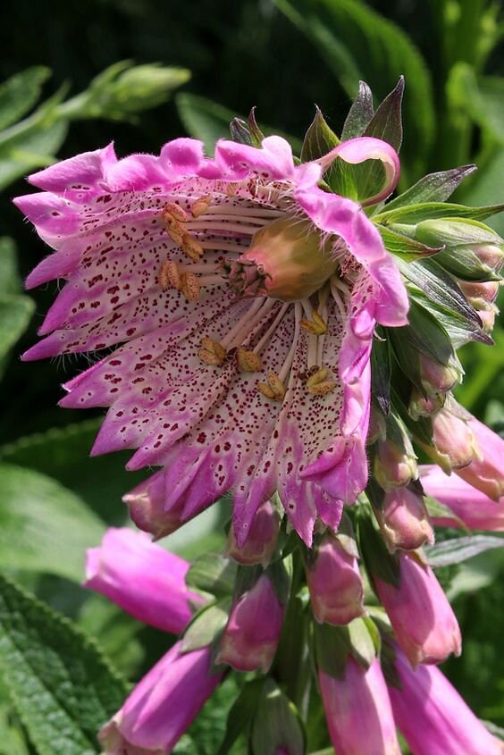 No766 Digitalis Purpurea Monstrosa 30 Graines Graines Zaden Etsy France
