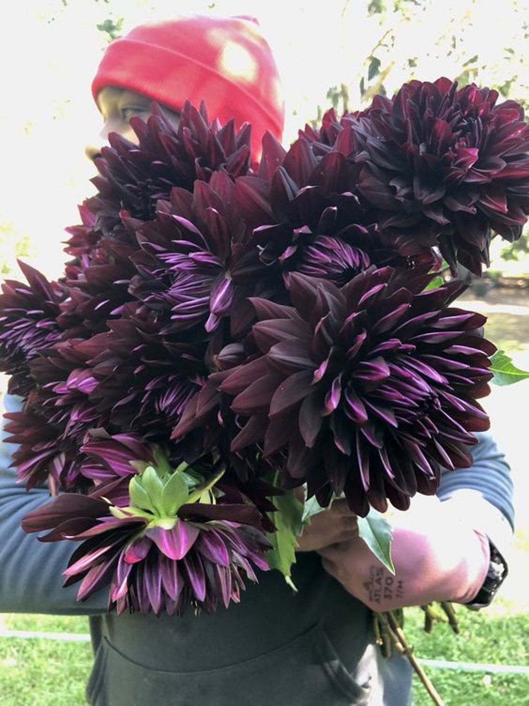 A1354 XXl Dahlia Big Dahlien 10 Seeds dark Blackplants Samen Dahlien