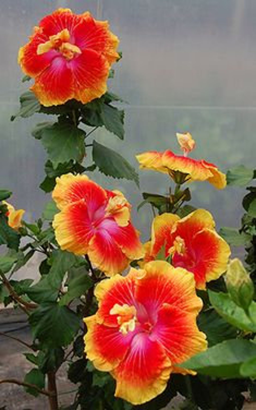 Rare 5 Seeds Hibiscus Strauchplanze winterhart Hibiscus Etsy.de