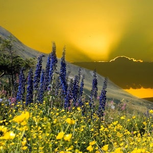 LAVANDA