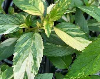 Variegated Peppermint (Mentha piperita &#39;Variegata&#39;) 1Qt pot ***June-Sept OVERNIGHT SHIPPING ONLY***