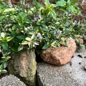 May include: A patch of variegated mint with white flowers growing between two gray concrete blocks.