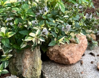 3 Variegated Peppermint (Mentha piperita &#39;Variegata&#39;) Rooted Cutting ****June-Sept OVERNIGHT SHIPPING ONLY***