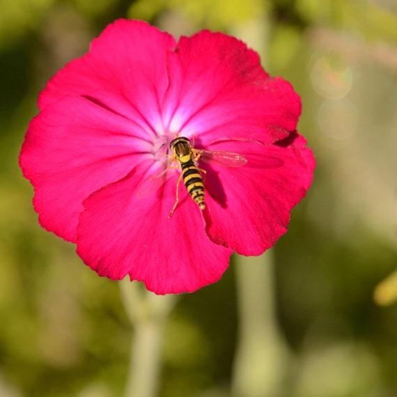 Rose Campion Seeds (lychnis Coronaria) - Etsy