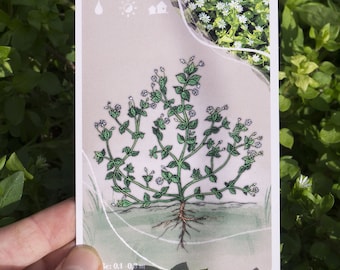 WILDKRÄUTER LERNKARTEN Set Einsteiger - Heilpflanzen Karten Anfänger, Gärtner, Selbstversorger, Pflanzenliebhaber, Geschenk, Kräuter lernen