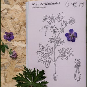 Wild HERBAL Learning PACKAGE For BEGINNERS Medicinal and Edible Plants Book And Card Set image 8