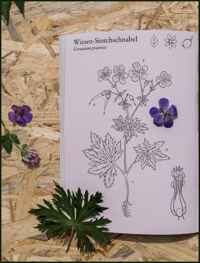 Wild HERBAL Learning PACKAGE For BEGINNERS Medicinal and Edible Plants Book And Card Set Bild 8