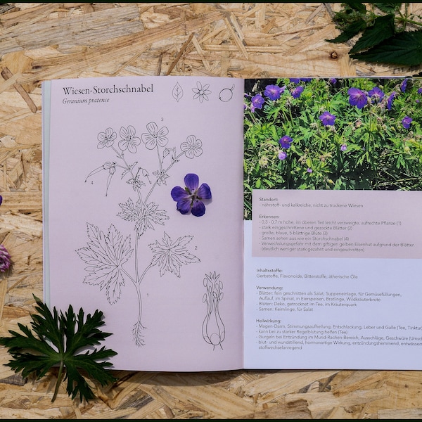 ILLUSTRATED Wild HERB BOOK For Beginners - Color Printing Wild Plant Knowledge Book