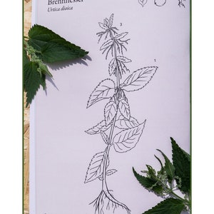 ILLUSTRATED Wild HERB BOOK For Beginners Color Printing Wild Plant Knowledge Book Bild 2